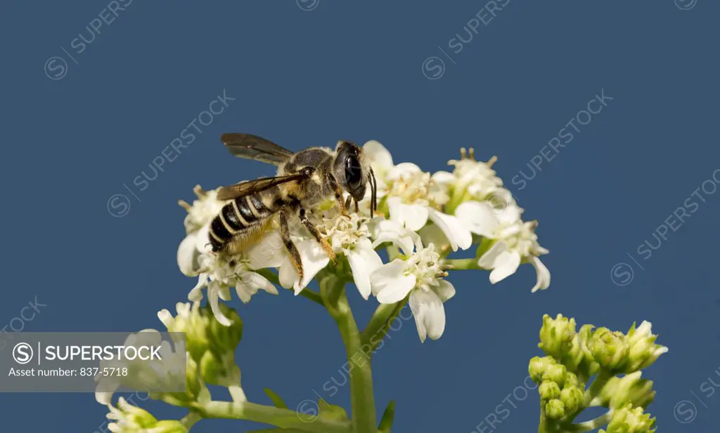 Female megachile bee (megachile inimica) nectaring on white flower