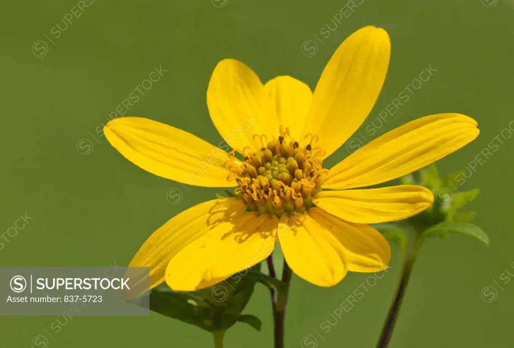 Pale leaf woodland sunflower (Helianthus strumosus)