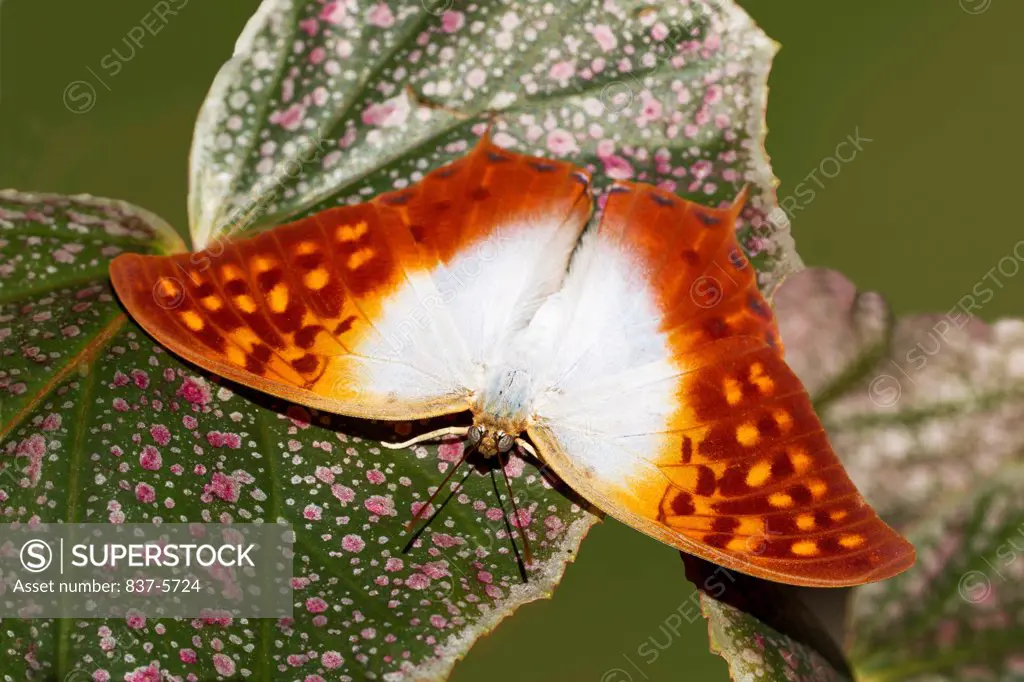 Pearl charaxes (Charaxes Varanes) perched on variegated leaf