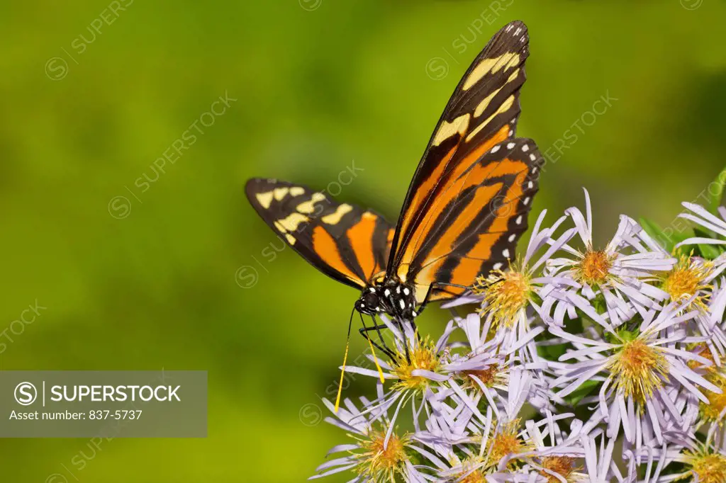 Tiger-mimic queen butterfly (Lycorea cleobaea) nectaring on Elliott's aster