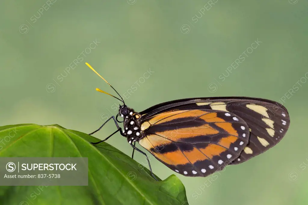 Tiger-mimic queen butterfly (Lycorea cleobaea) erched on green leaf