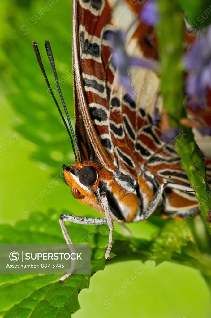 White-barred charaxes butterfly (Charaxes brutus)