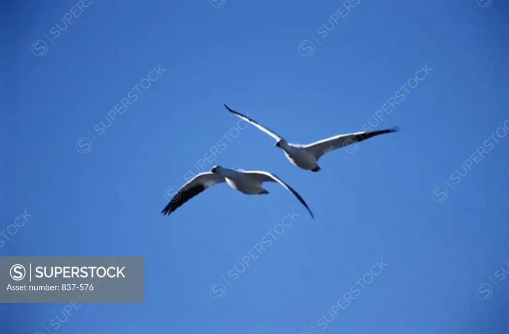 Low angle view of two Snow Geese flying, Bosque del Apache National Wildlife Refuge, New Mexico, USA (Chen caerulescens)