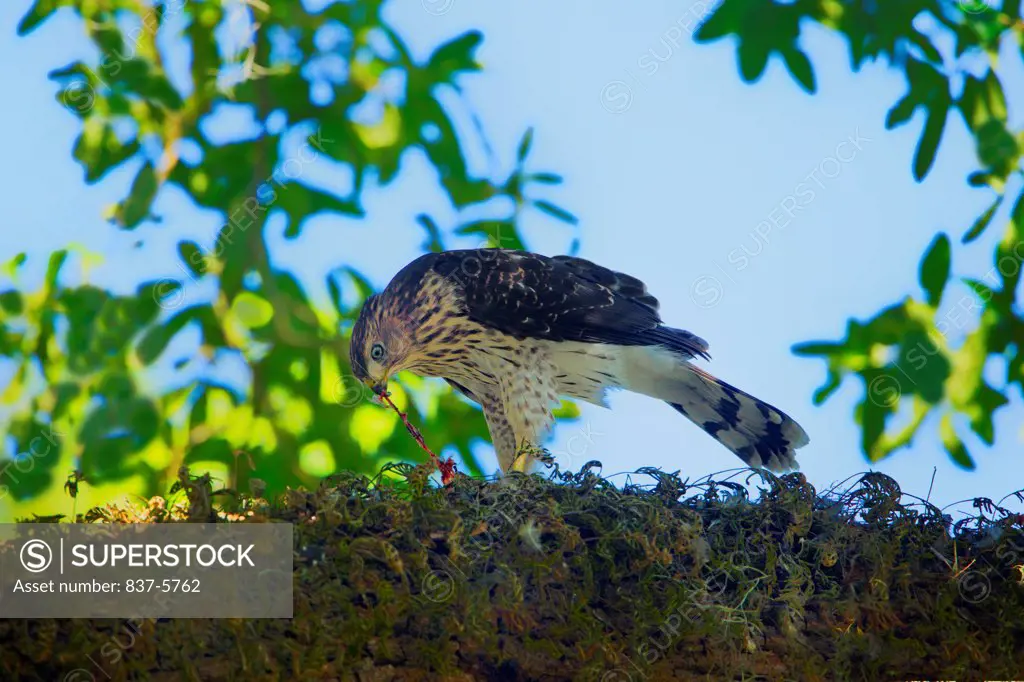 Fledged juvenile cooper's hawk (Accipiter cooperii) feeding on tree branch