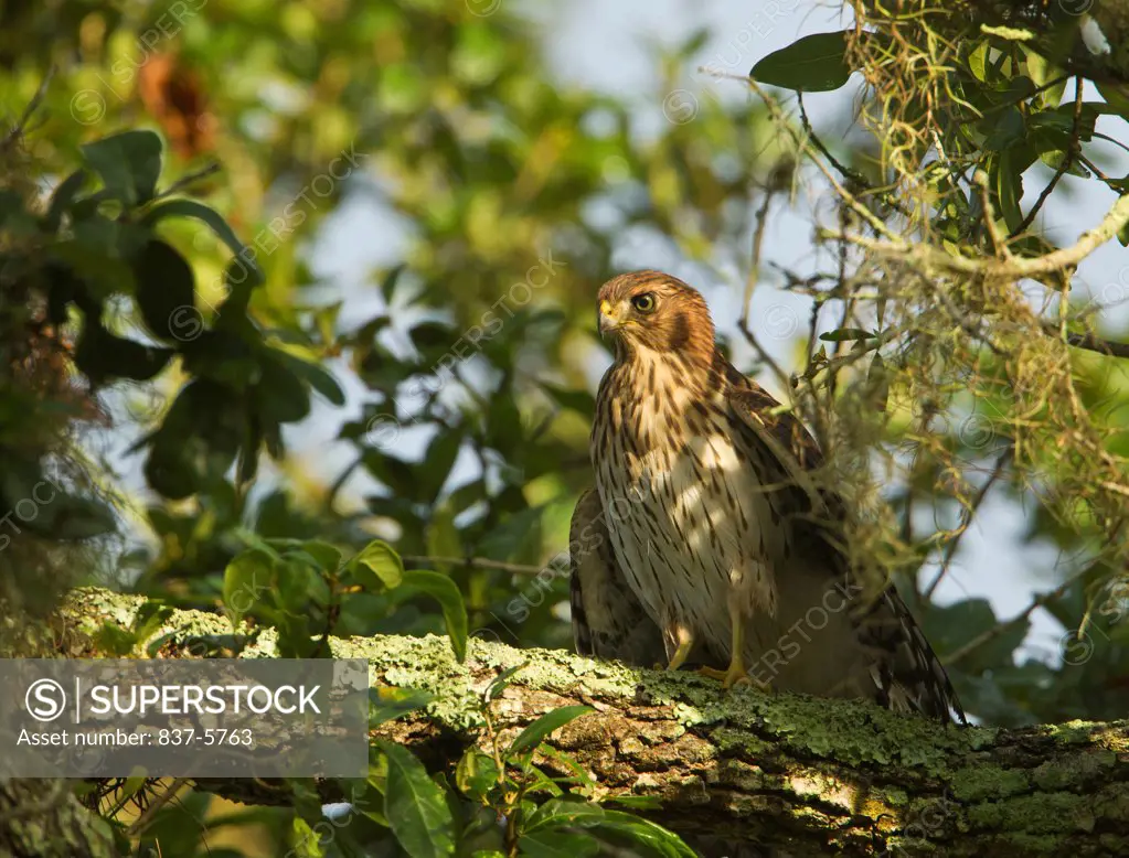 Fledged juvenile cooper's hawk (Accipiter cooperii) on tree branch