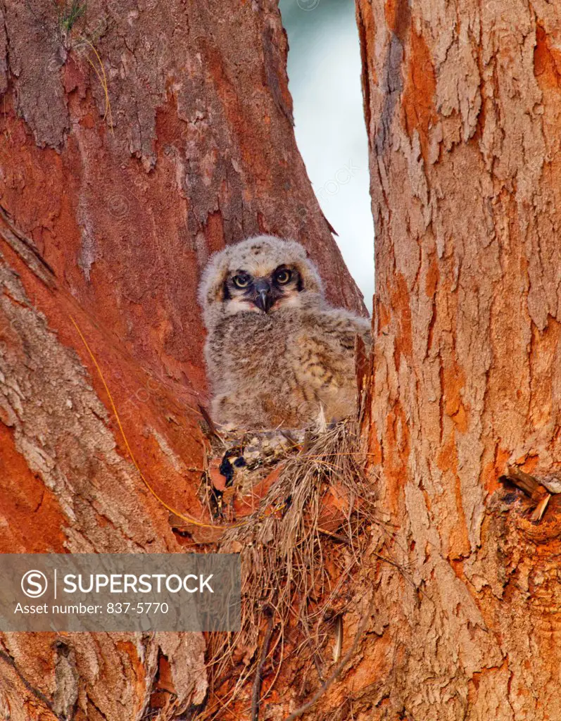 Great horned owlet (Bubo virginianus) sitting on his nest in notch of australian pine tree