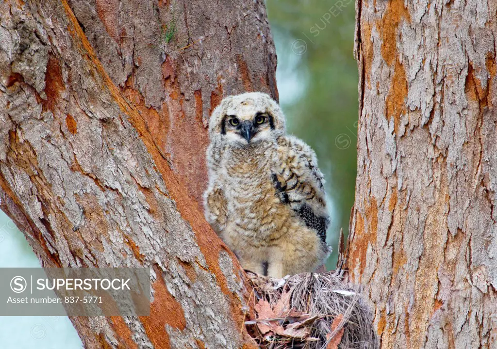 Great horned owlet (Bubo virginianus) standing on top of his nest in notch of australian pine tree