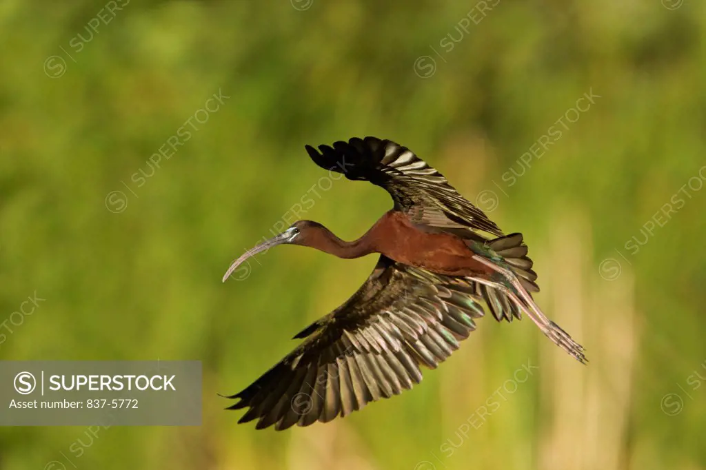 Glossy ibis (Plegadis falcinellus) in flight over green marsh background