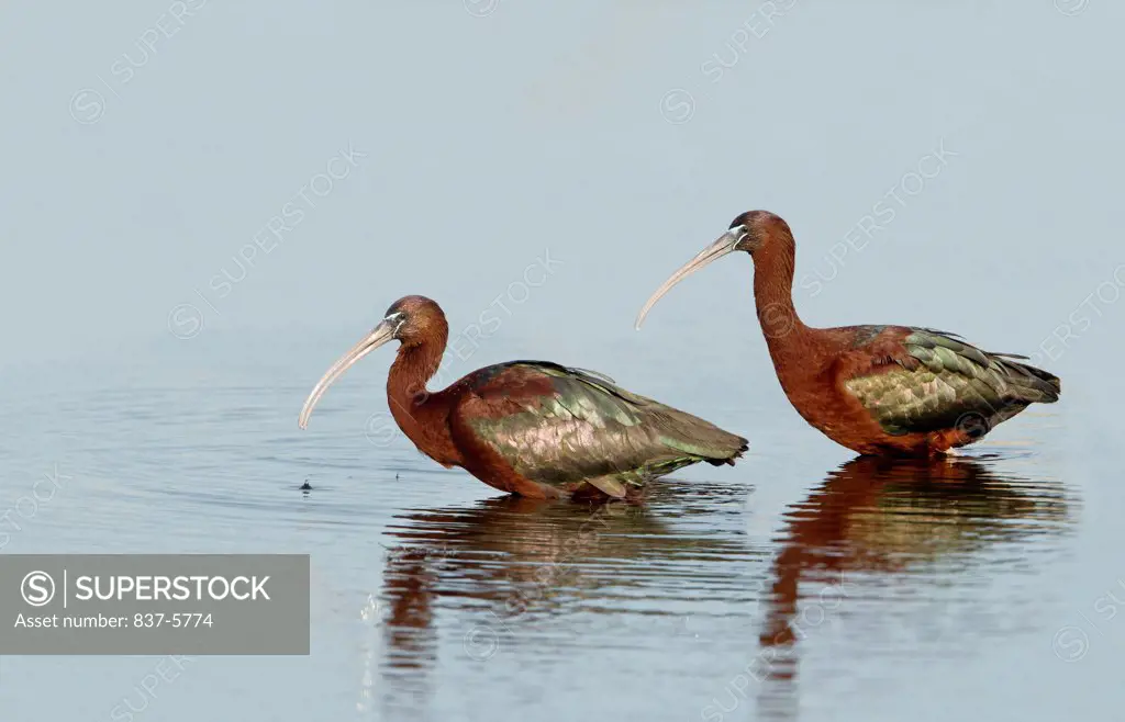 Pair of Glossy ibises (Plegadis falcinellus) with reflections in blue water