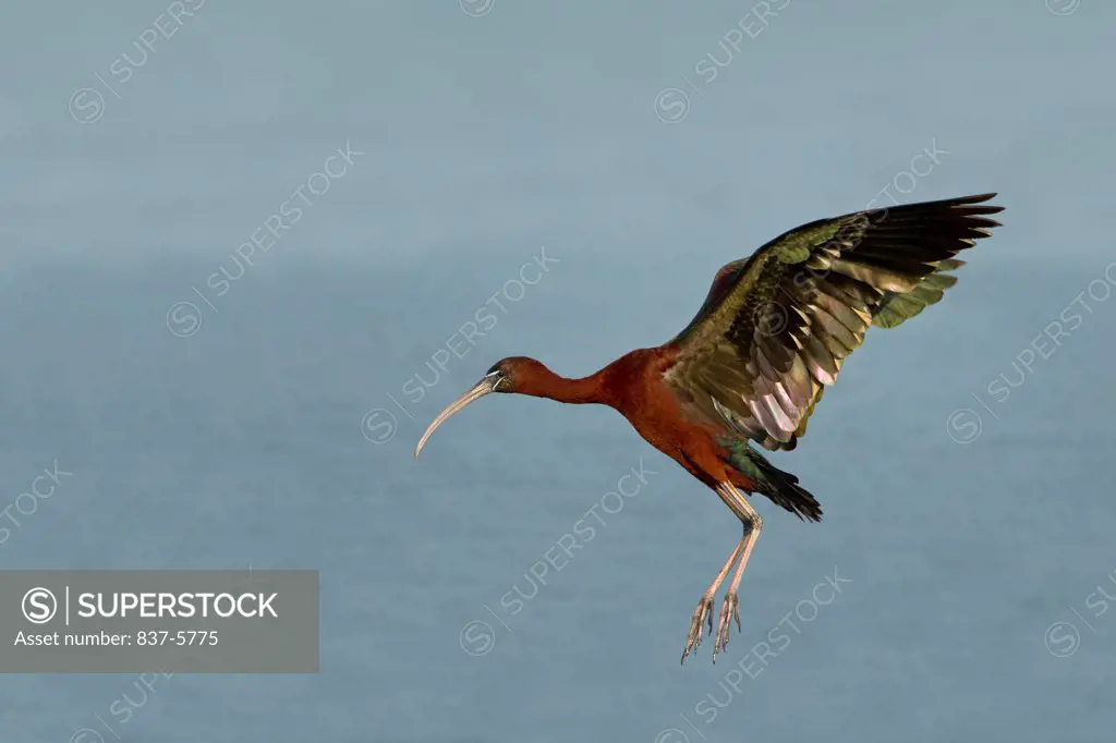 Glossy ibis (Plegadis falcinellus) with swept back wings about to land with water background