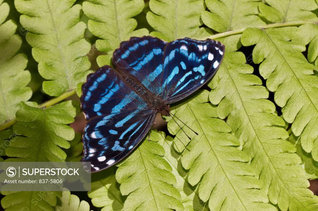 Mexican blue wave butterfly (Myscelia ethusa) perched on fern