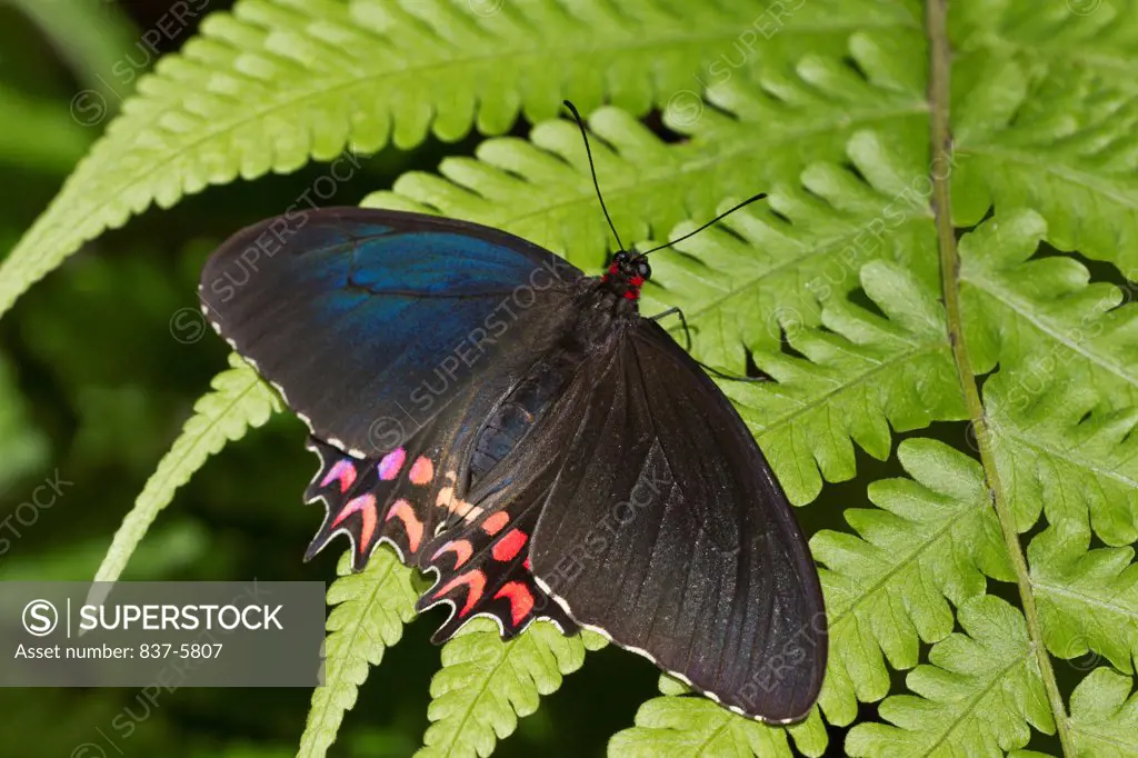 Female pink-spotted cattle heart (Parides Photinus) butterfly perched on fern