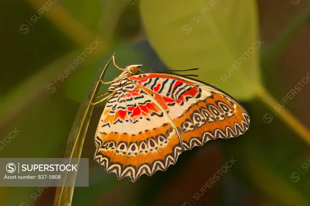 Red lacewing butterfly (Cethosia Biblis) perched on leaf