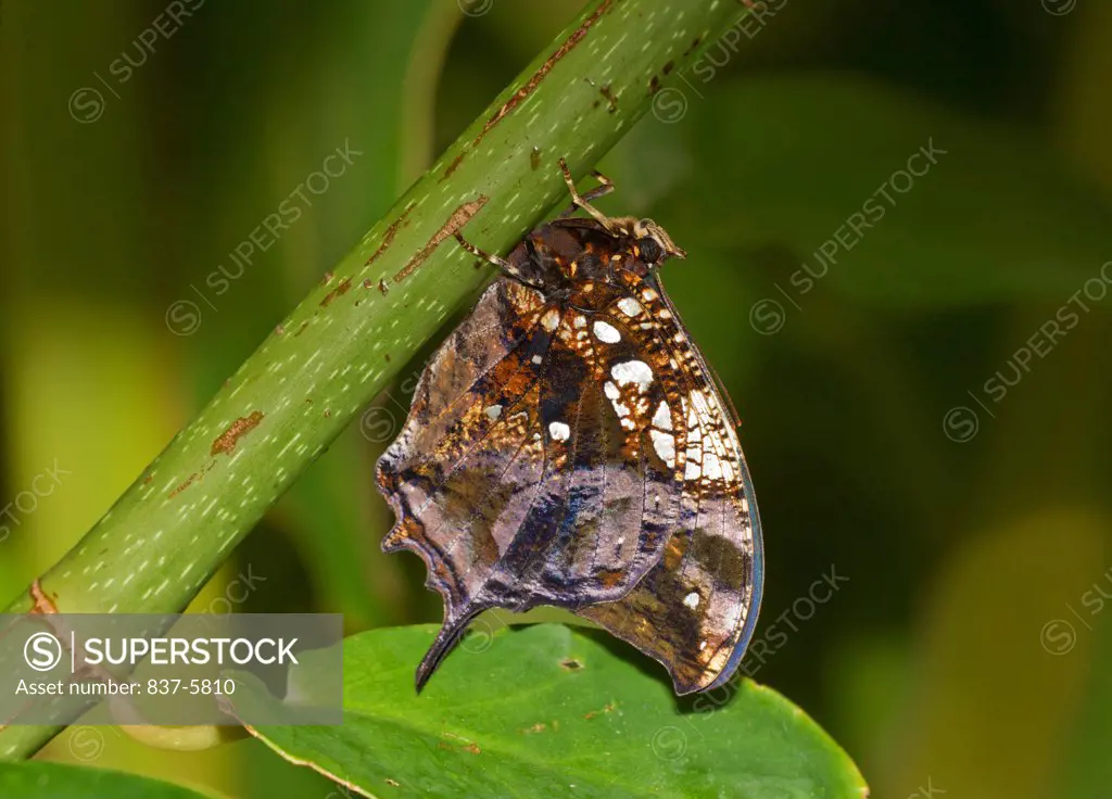 Silver-studded leafwing butterfly hanging from green stem