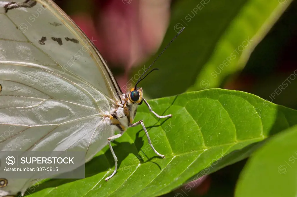 White morpho butterfly (Morpho polyphemus) on green leaf