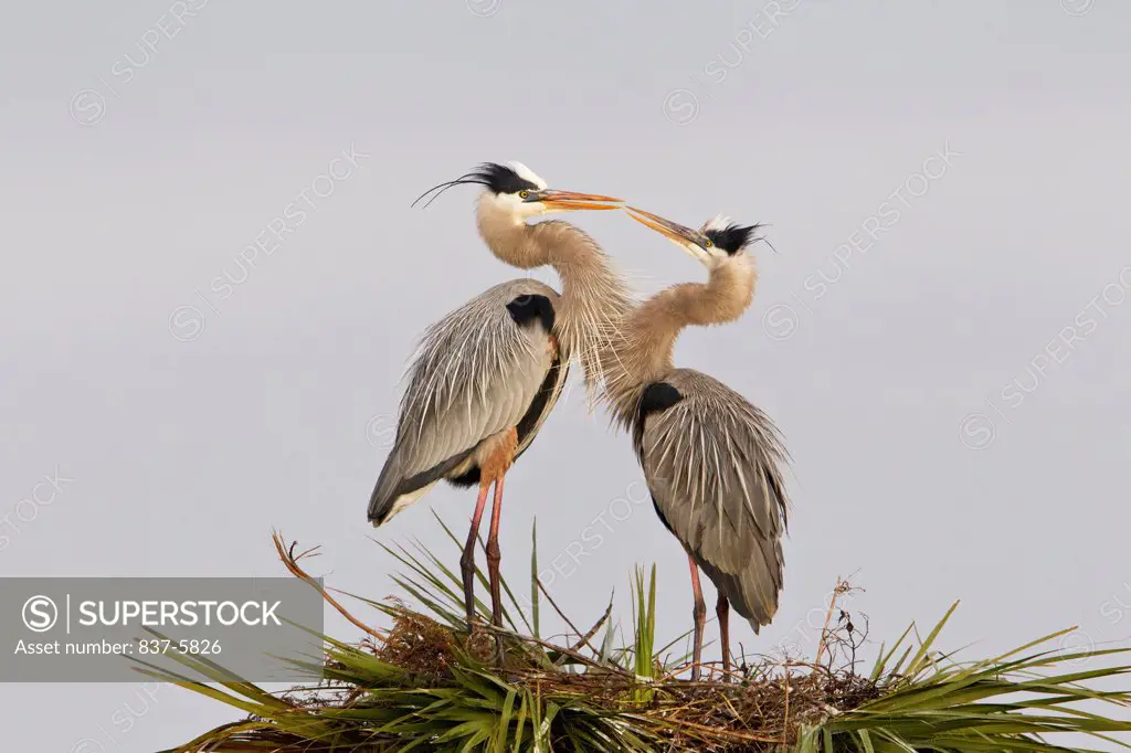 Pair of Great blue herons (Ardea herodias) in breeding plumage standing on top of a palm tree nest and facing each other with beak to beak