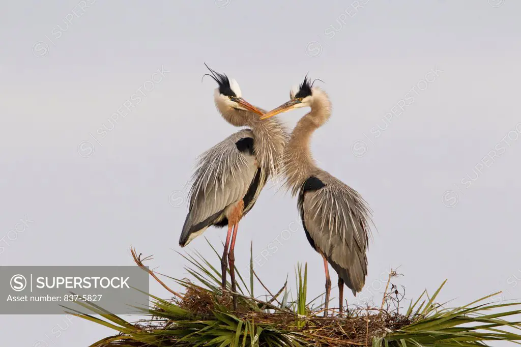 Pair of Great blue herons (Ardea herodias) in breeding plumage standing on top of a palm tree nest and facing each other with beaks crossed