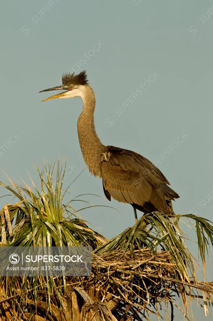 Non fledged Great blue heron (Ardea herodias) juvenile calling out while standing atop a palm tree nest