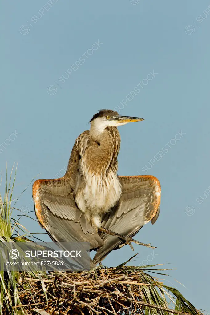 Non fledged Great blue heron (Ardea herodias) juvenile sitting atop a palm tree nest with his wings apart to cool down