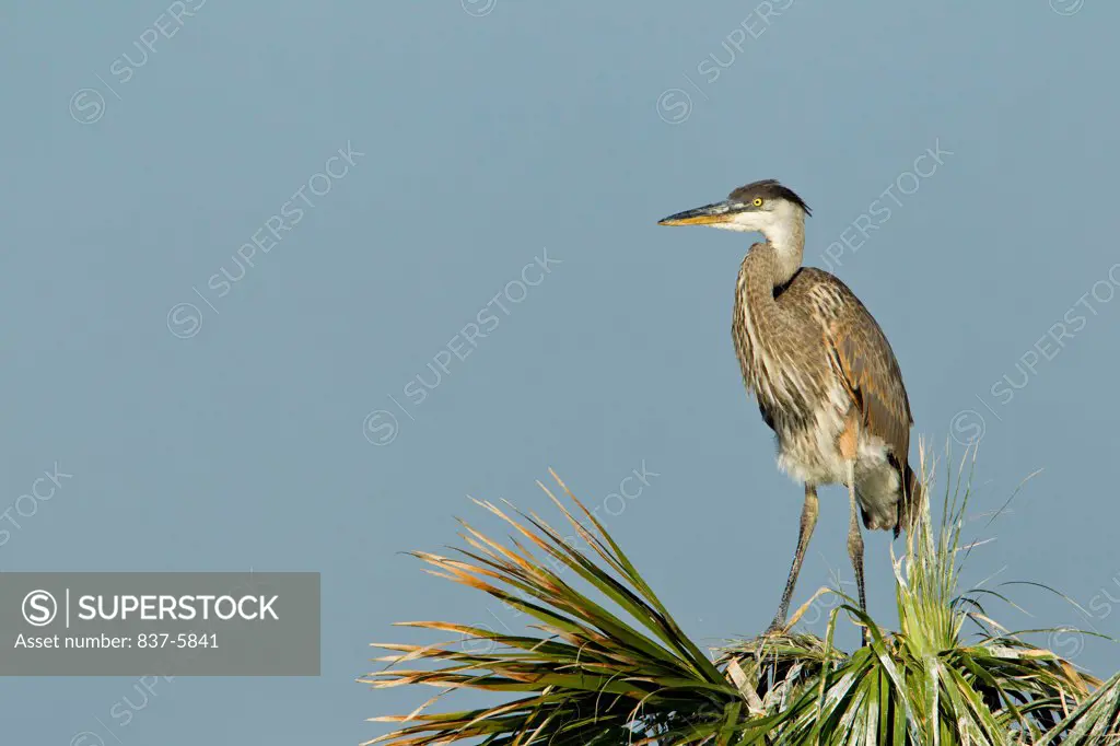 Non fledged Great blue heron (Ardea herodias) juvenile standing atop a palm tree nest