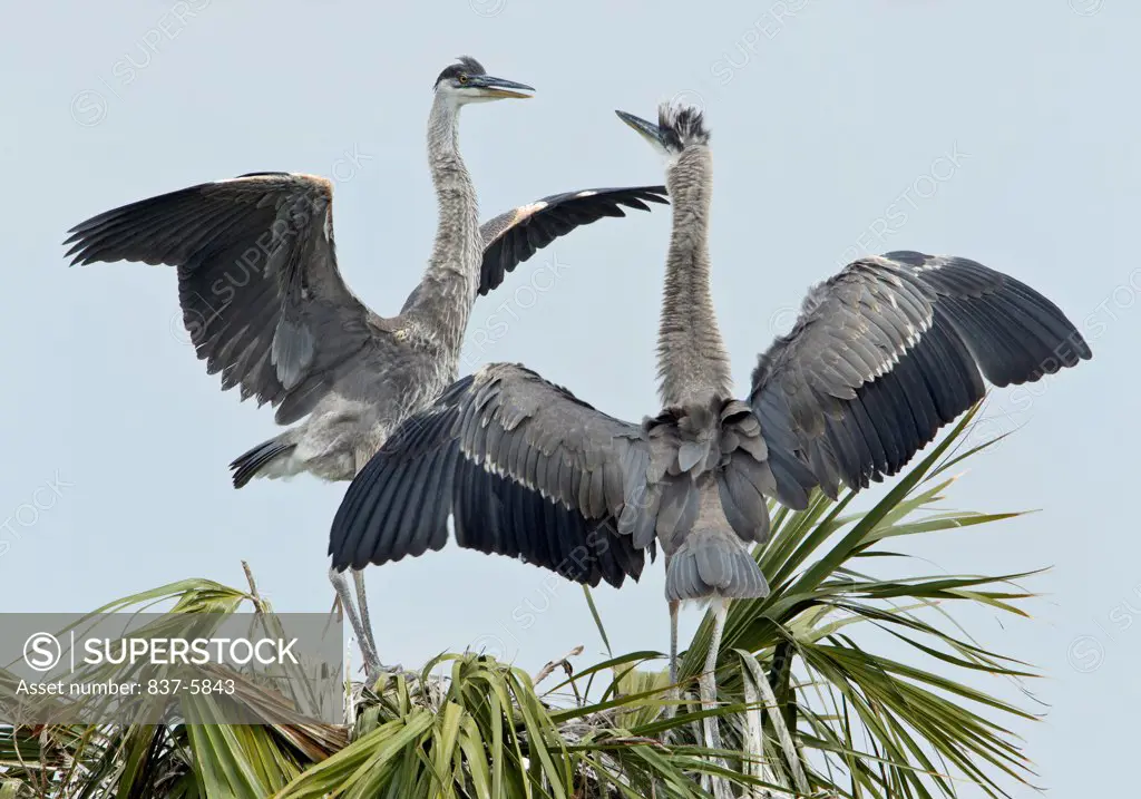 Pair of non fledged Great blue heron (Ardea herodias) juveniles facing each other with their wings flared on top of a palm nest