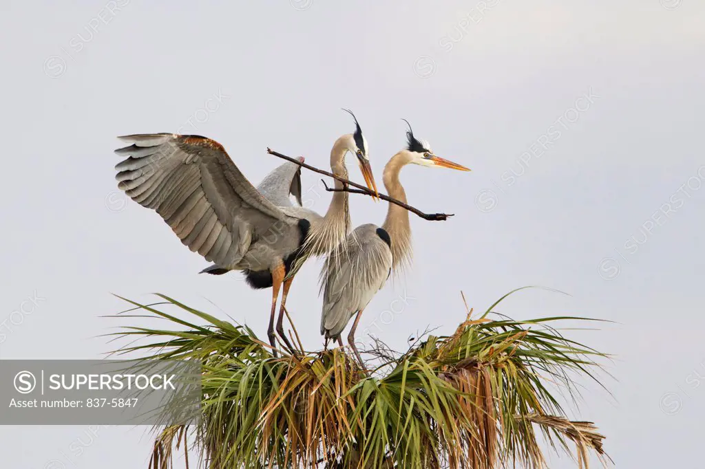 Male Great blue heron (Ardea herodias) landing on the palm tree nest with nesting material for his mate