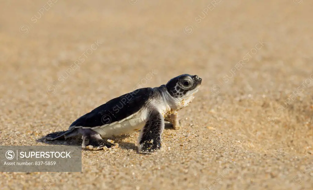 Green turtle hatchling (Chelonia mydas) crawling towards the ocean