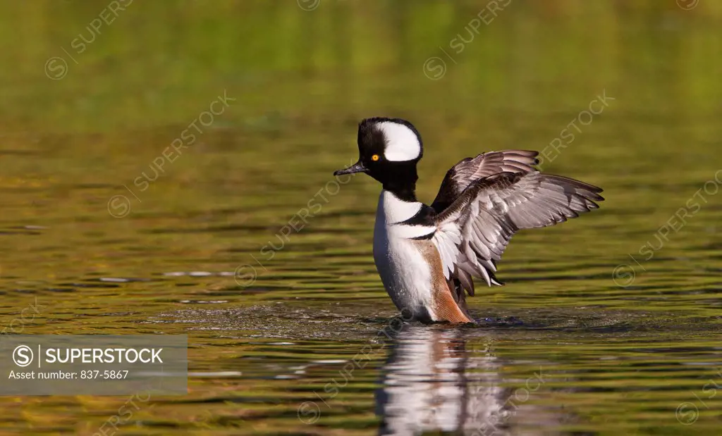 Male Hooded merganser (Lophodytes cucullatus) with crest raised captured while flapping his wings