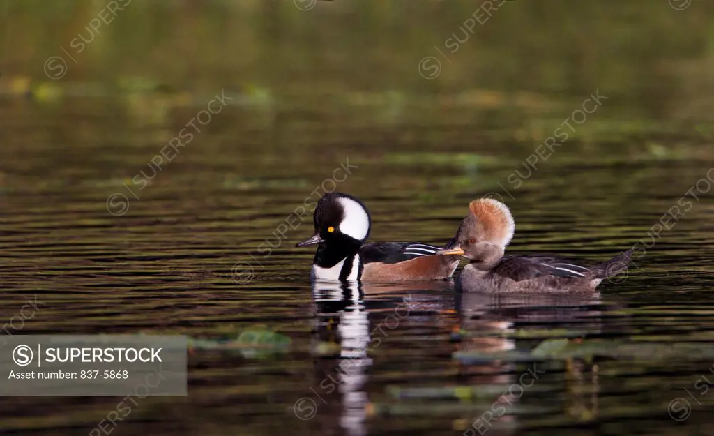 Male and female Hooded mergansers (Lophodytes cucullatus) with their crest raised swimming in dark pond water