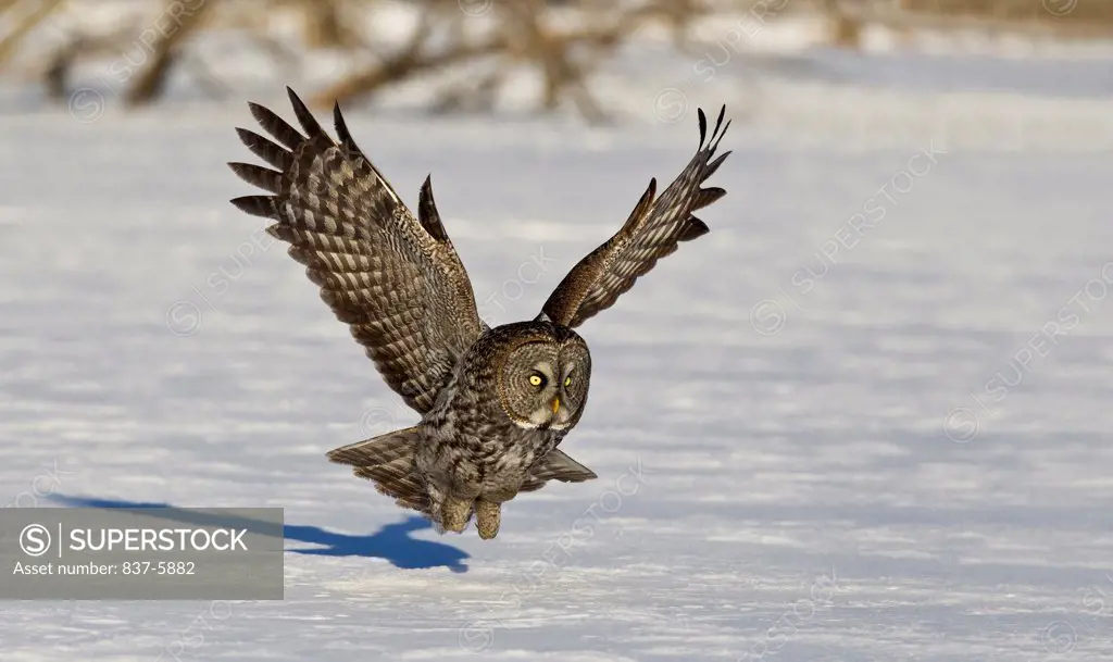 Sunlit Great Gray Owl (Strix nebulosa) in flight and about to land on snow-covered field