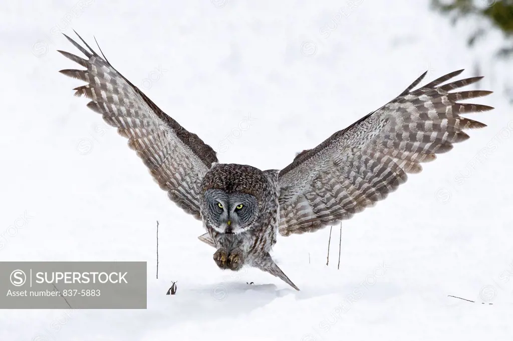 Great Gray Owl (Strix nebulosa) in flight and about to pounce on hidden prey in snow-covered field