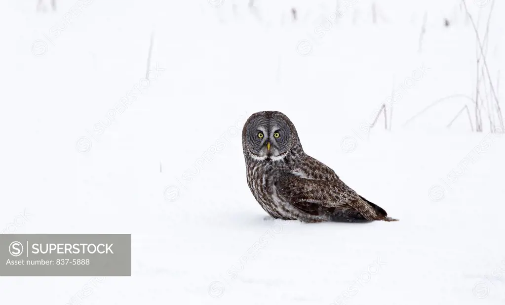 Great Gray Owl (Strix nebulosa) sitting and staring on the snow-covered ground