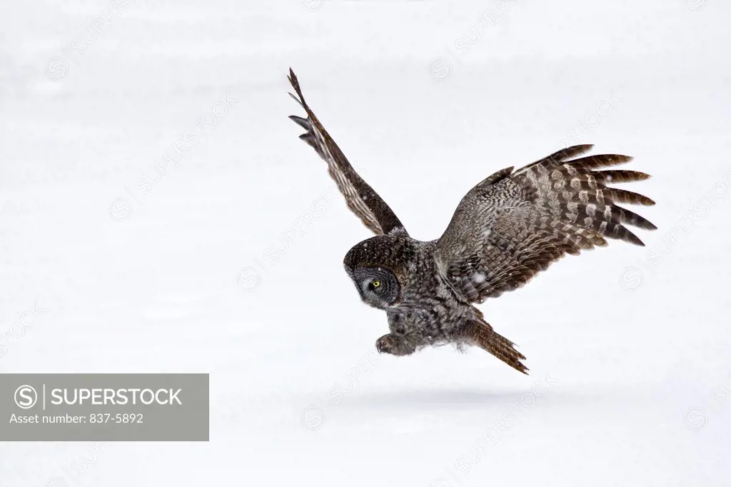 Profile view of Great Gray Owl (Strix nebulosa) in flight in falling snow and about to land in snow-covered field