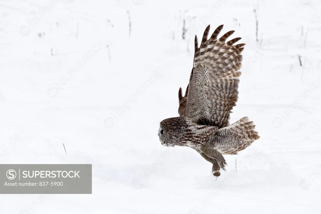 Profile view of Great Gray Owl (Strix nebulosa) in flight after capturing small prey in snow-covered field