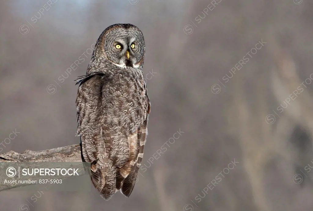 Great Gray Owl (Strix nebulosa) looking back over his shoulder while perched on small stump