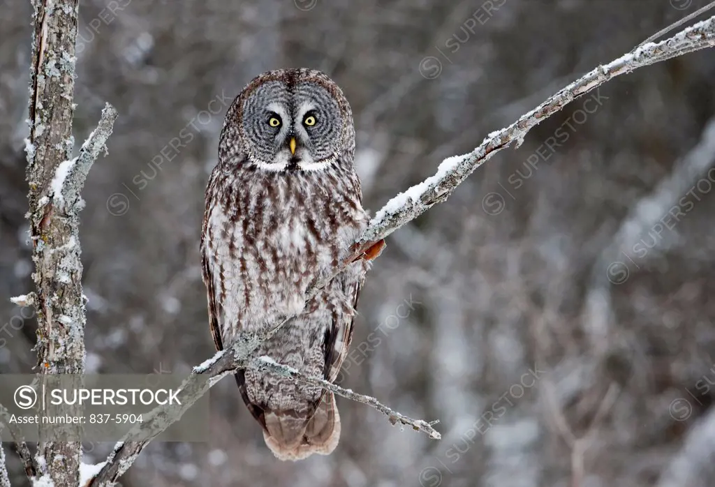 Great Gray Owl (Strix nebulosa) perched high on tree limb with some recent snow on the branches