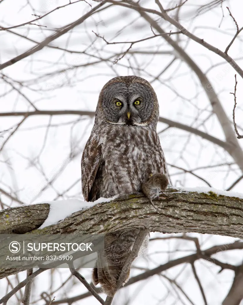 Great Gray Owl (Strix nebulosa) holding vole in his talons while perched high on tree limb