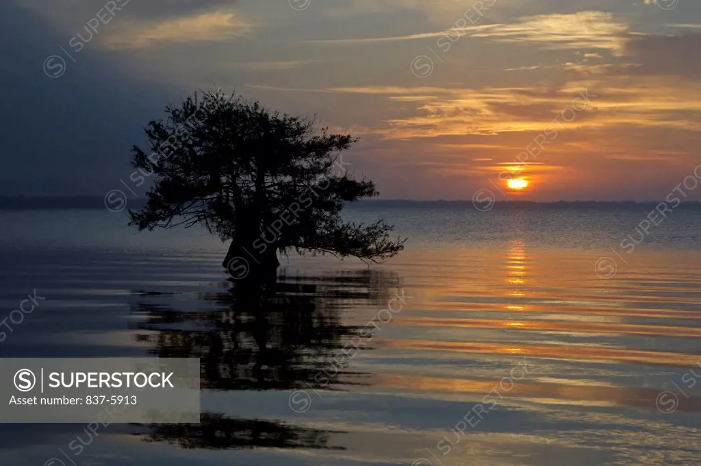 USA, Florida, Early Sunrise And Fog Over Lake Blue Cypress With Silhouetted Tree And Reflection And Layered Blue Orange Waters