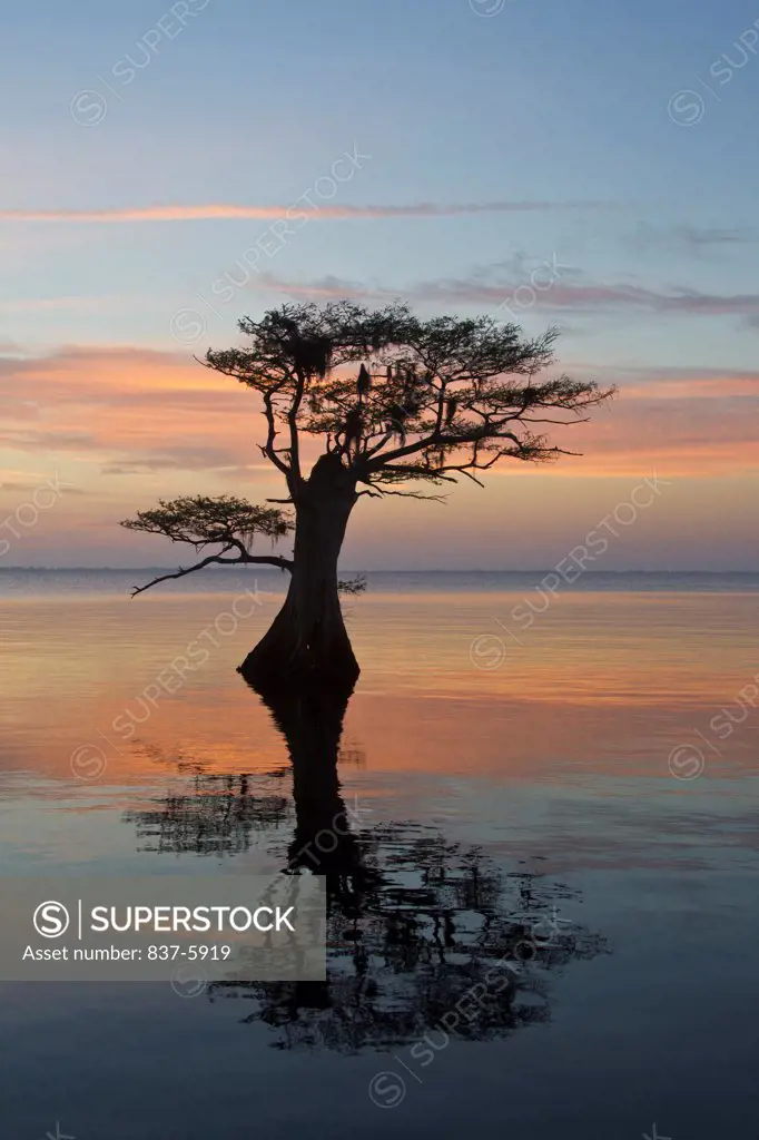 USA, Florida, Vertical Image Of Early Sunrise Over Lake Blue Cypress With Silhouetted Blue Cypress Tree With Reflection