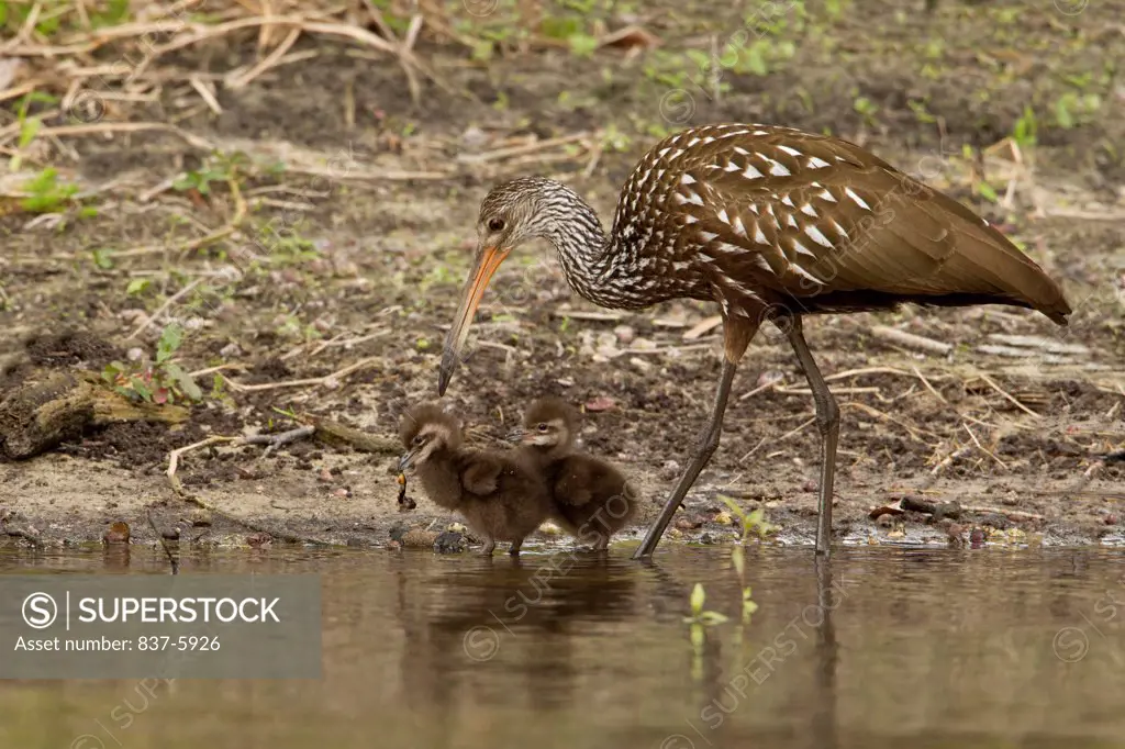 USA, Florida, Adult Limpkin (Aramus Guarauna) In Water With Two Tiny Chicks