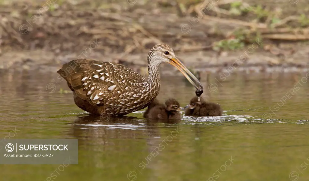 USA, Florida, Adult Limpkin (Aramus Guarauna) With Snail In His Beak And Two Tiny Chicks Swimming Near Him