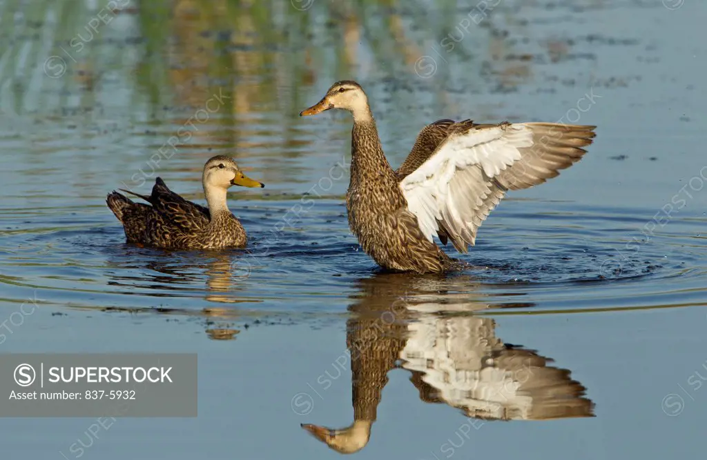 USA, Florida, Female Mottled Duck (Anas Fulvigula) Flapping Her Wings As Male Looks At Her