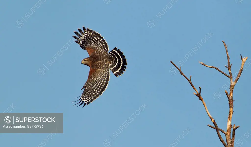 USA, Florida, Red-Shouldered Hawk (Buteo Lineatus) Just After Take Off From Perch