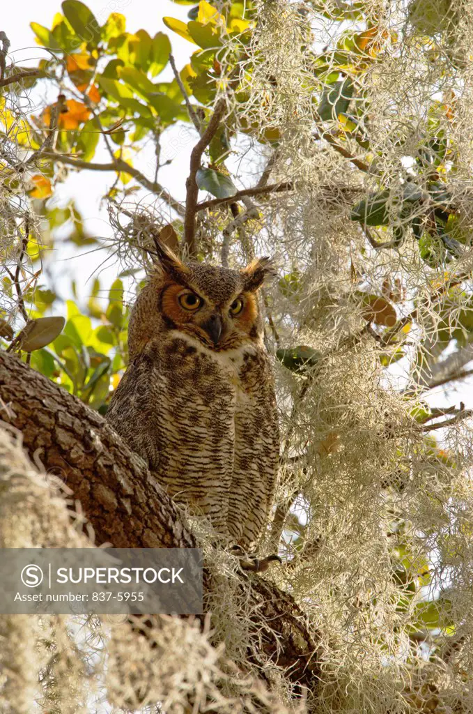 Adult Great Horned Owl (Bubo Virginianus) Perched On High Branch Surrounded By Moss