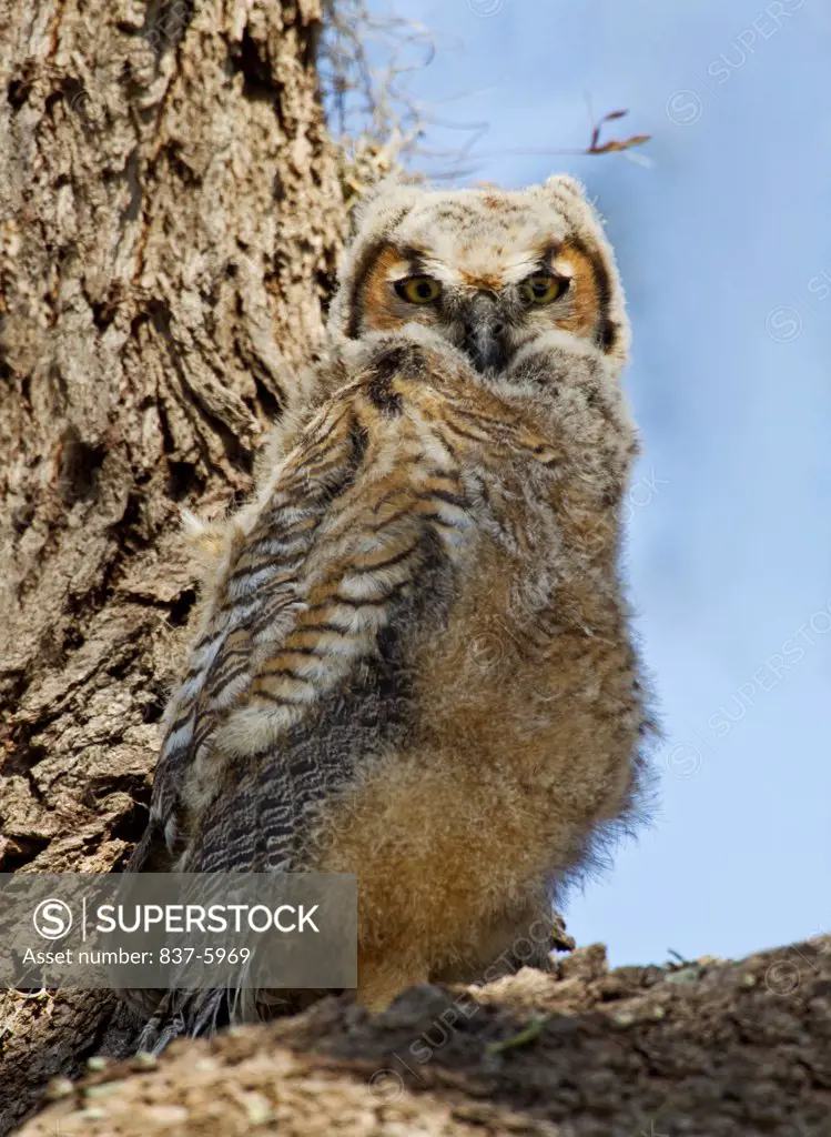 Great Horned Owlet (Bubo Virginianus) Standing On Branch And Staring