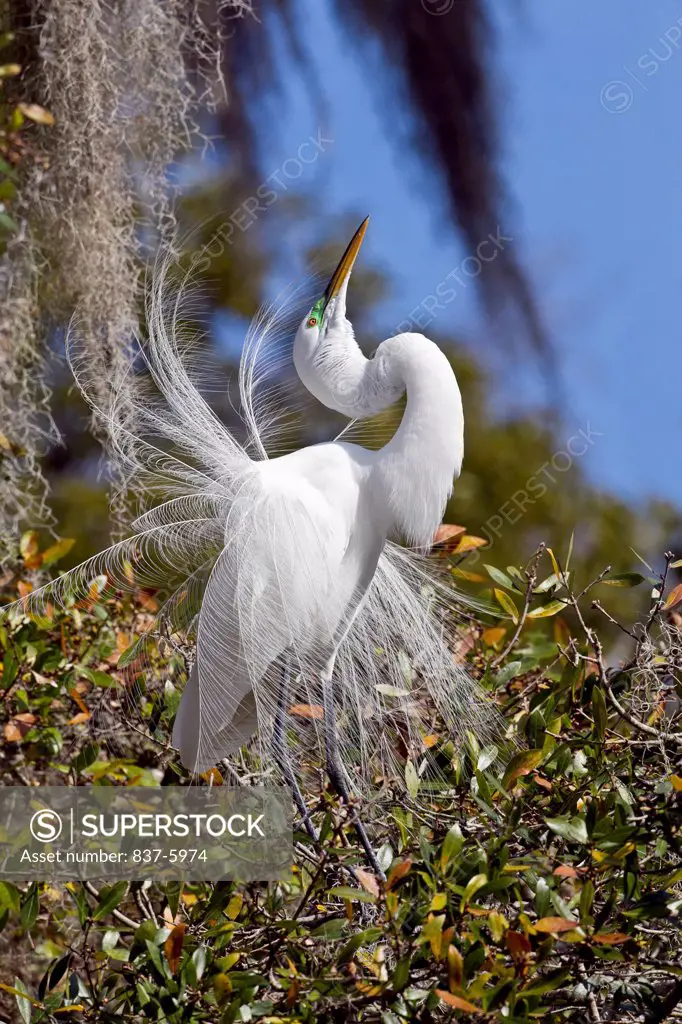 Great Egret (Ardea Alba) In Breeding Plumage Displaying With His Head Pointing To Sky