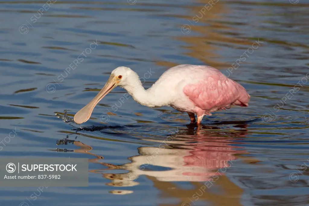 Juvenile Roseate Spoonbill (Ajaia Ajaia) With Reflection Feeding In Colorful Lake Water