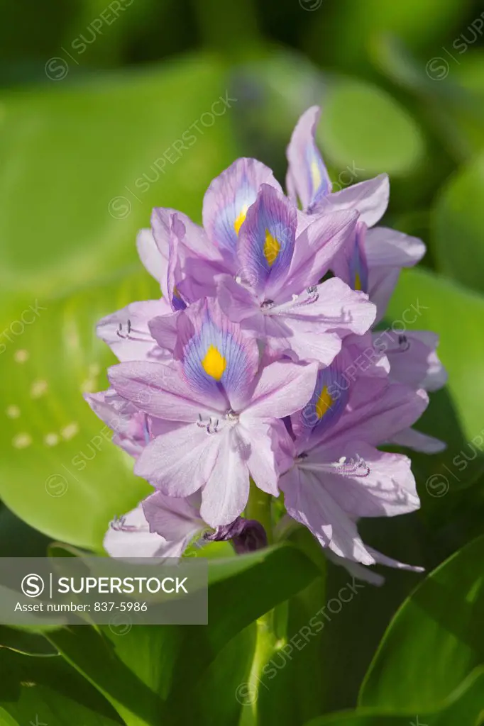 Image Of Invasive Water Hyacinth (Eichornia crassipes) Flower Cluster