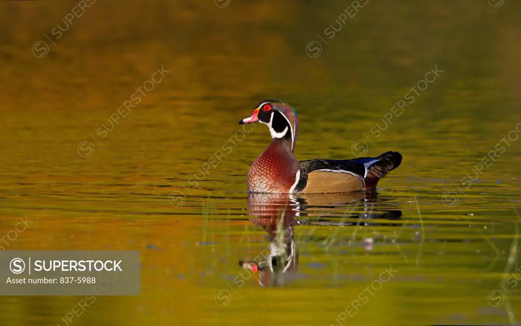 Male Wood Duck (Aix Sponsa) With Reflection Swimming In Pond With Fall Colored Waters