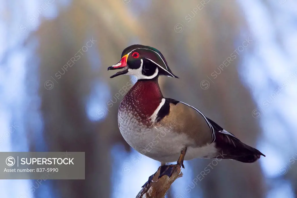 Male Wood Duck (Aix Sponsa) Perched On Elevated Stag